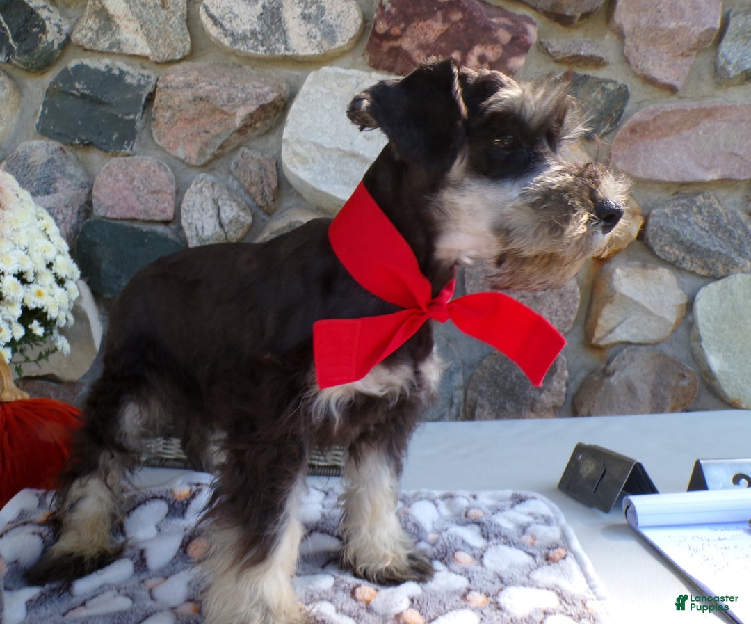Miniature Schnauzer dogs for sale: Miniature Schnauzer Puppy 6 Cliff - Ad 2