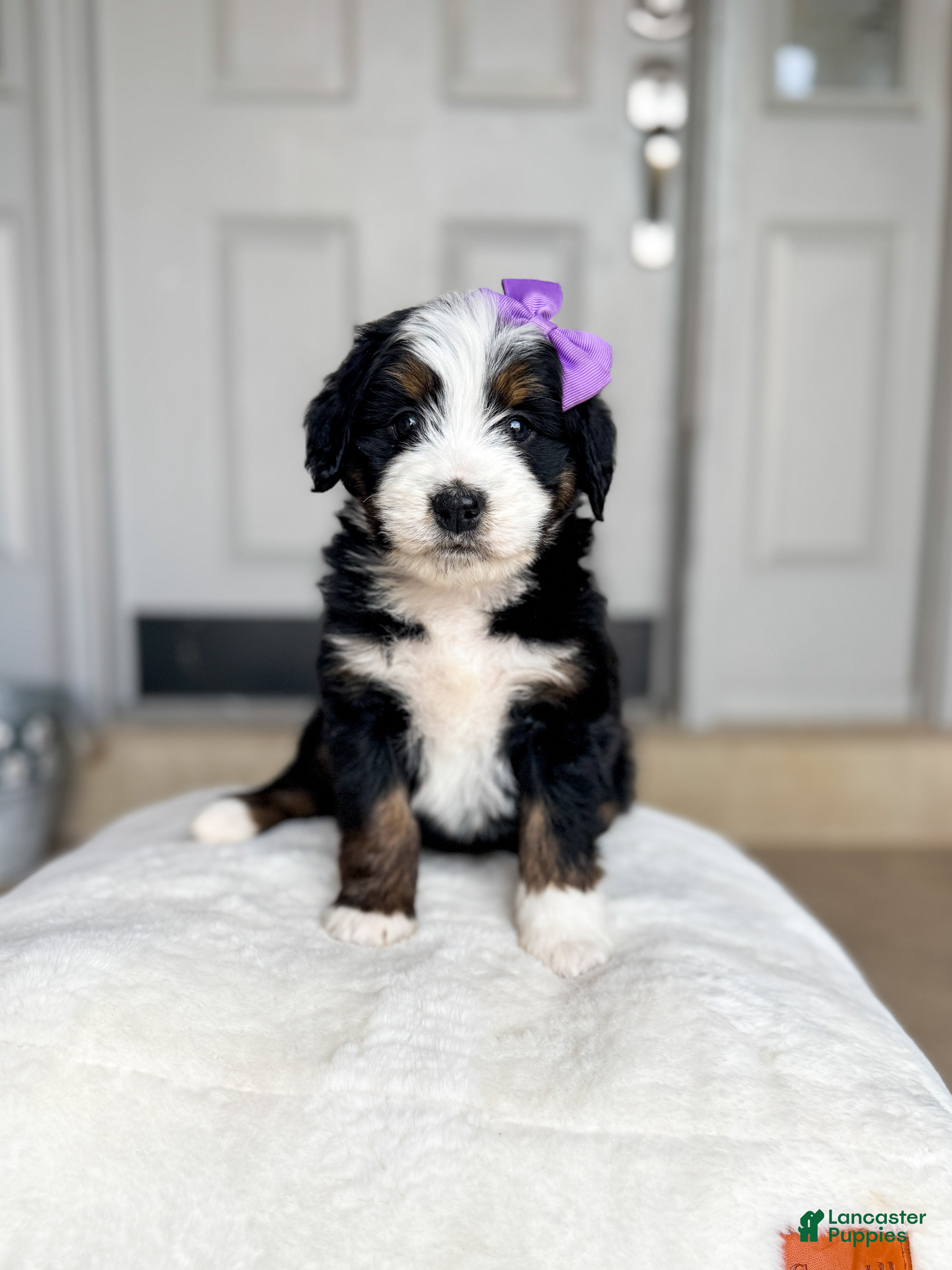 Bernedoodle dogs Venice - Ad 7