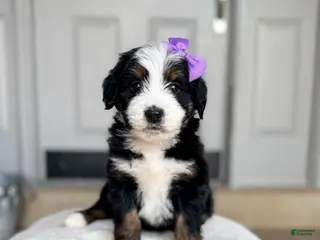 Bernedoodle dogs Venice - Ad 7