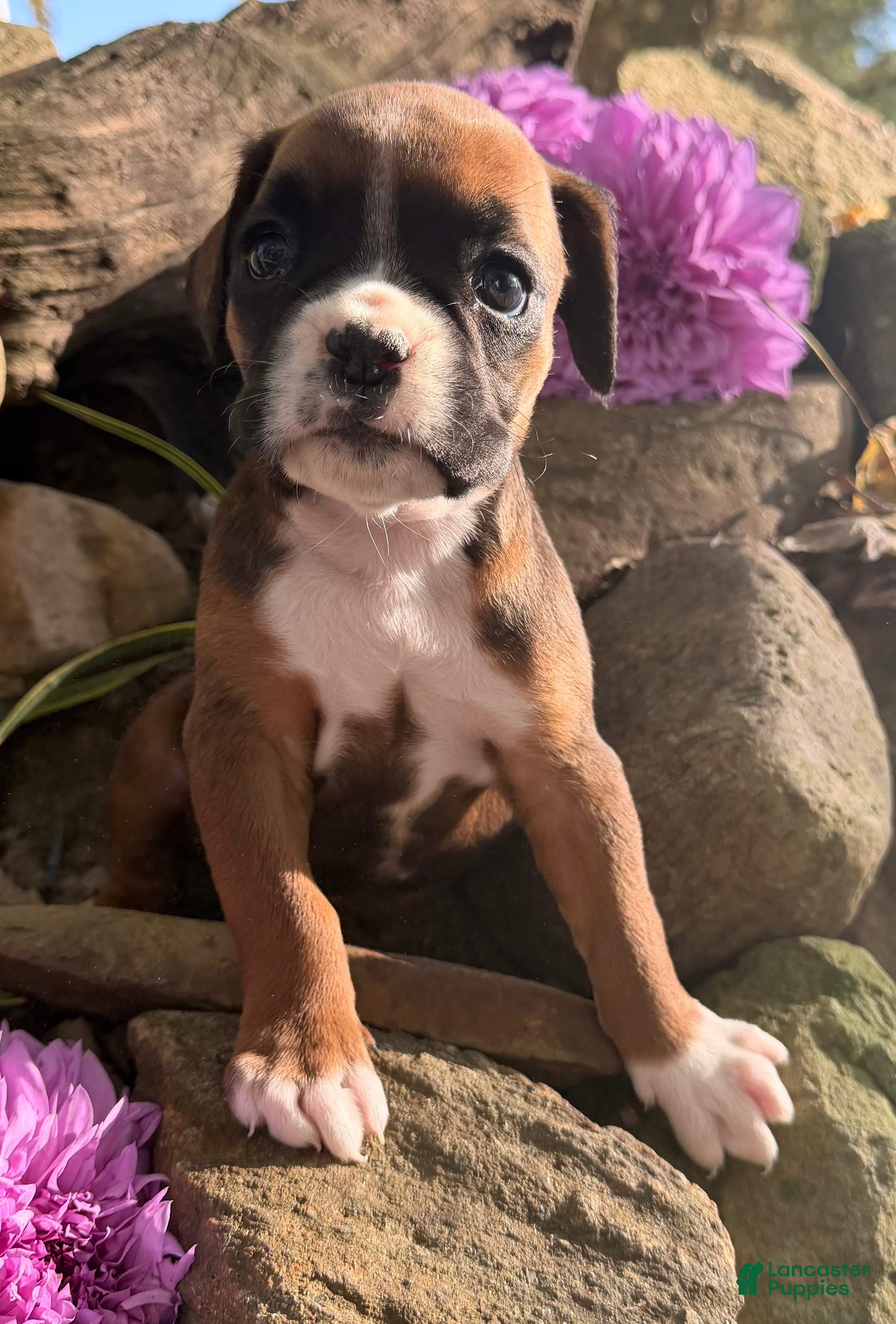 Boxer dogs Ziva Female AKC Boxer - Ad 2