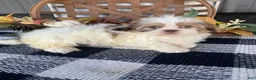 Shih Tzu dogs for sale: Tilly - Ad 5
