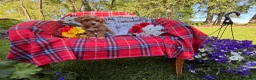 Miniature Poodle dogs for sale: Magic  - Ad 2