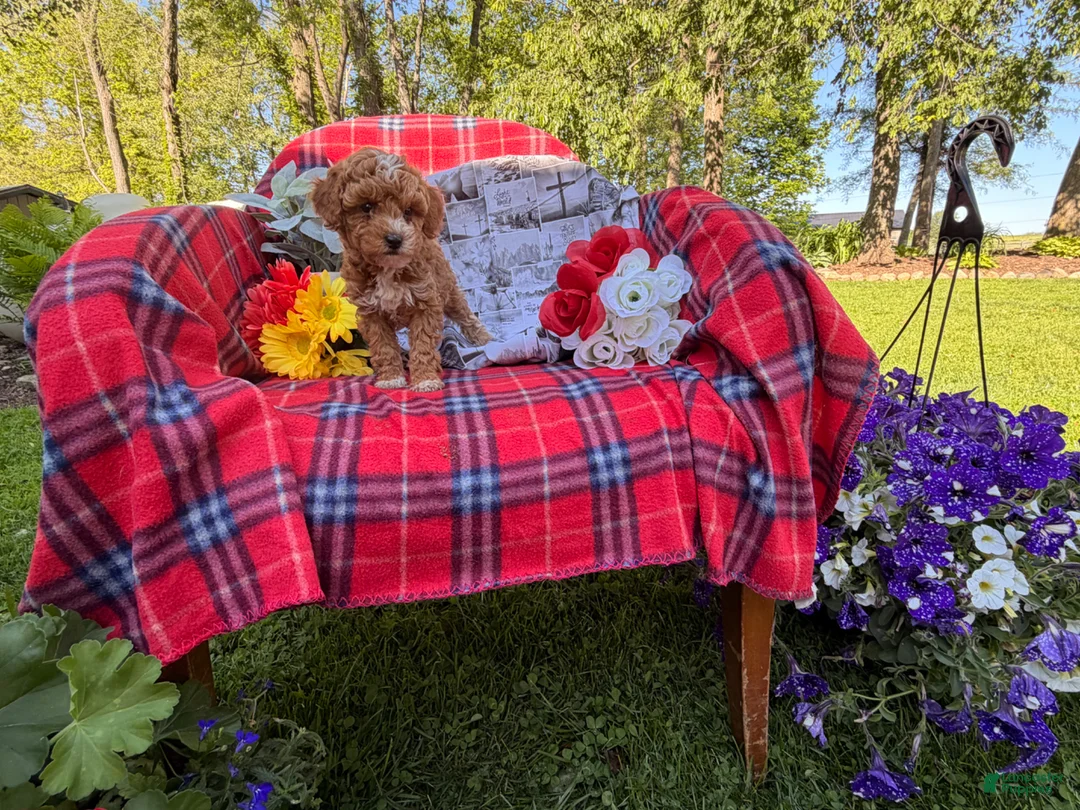 Miniature Poodle dogs for sale: Magic  - Ad 2