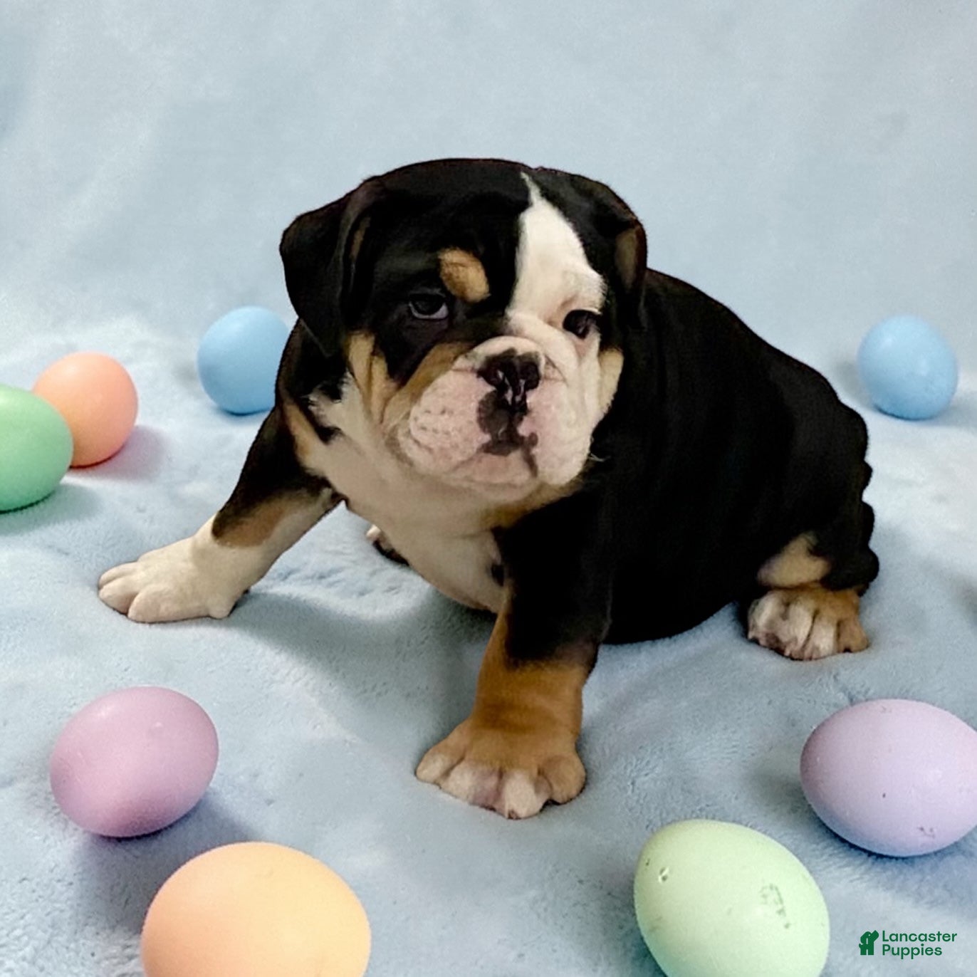 English Bulldog dogs Twila - Ad 1