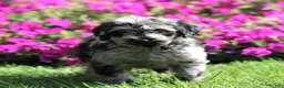 Labradoodle dogs for sale: Marley  - Ad 1
