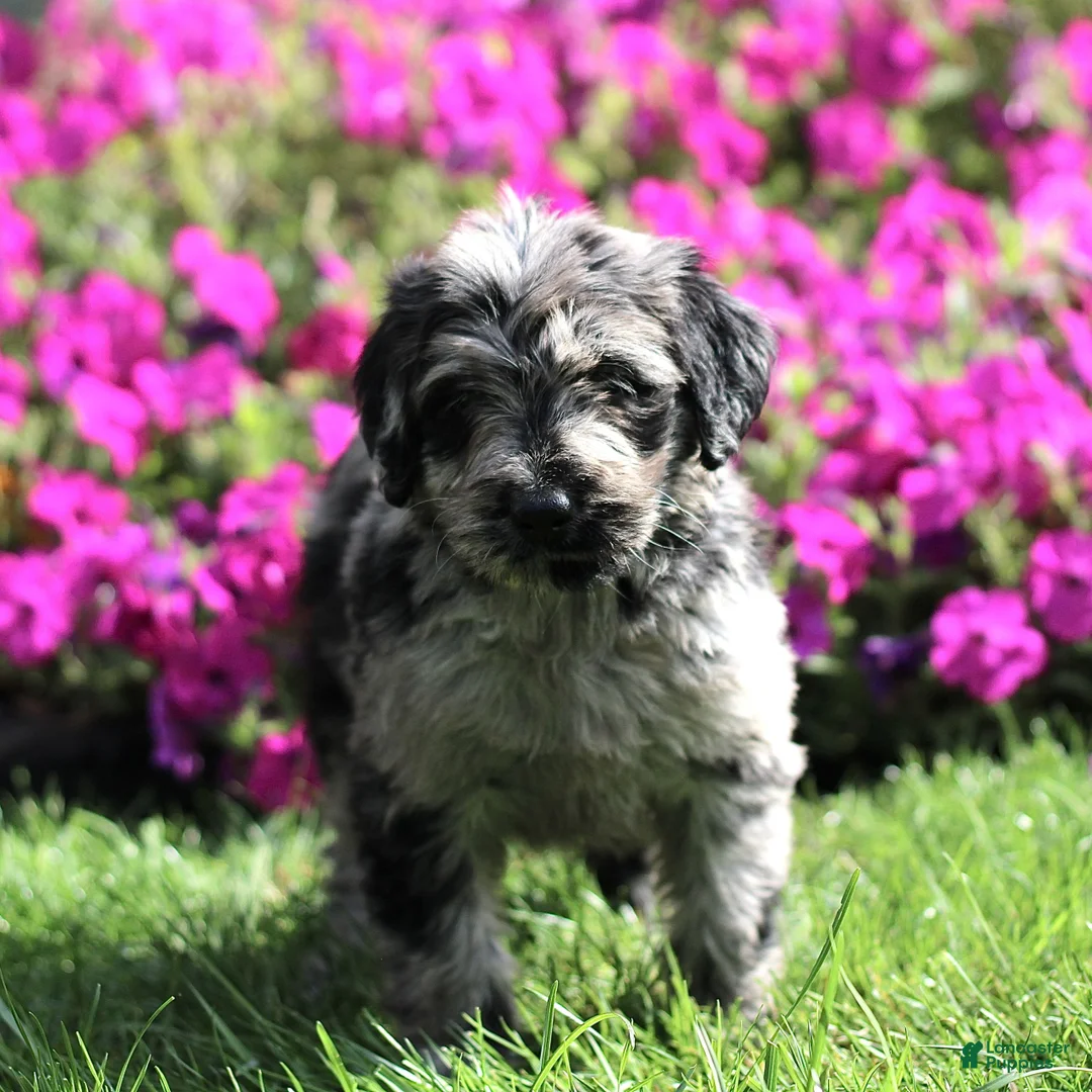 Labradoodle dogs for sale: Marley  - Ad 1