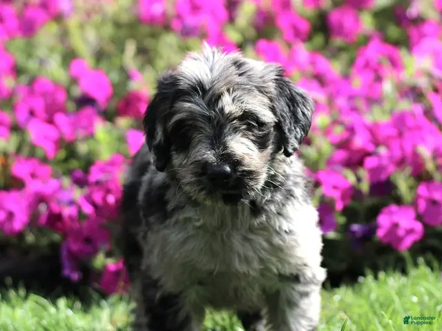 Labradoodle dogs for sale: Marley - Ad 1