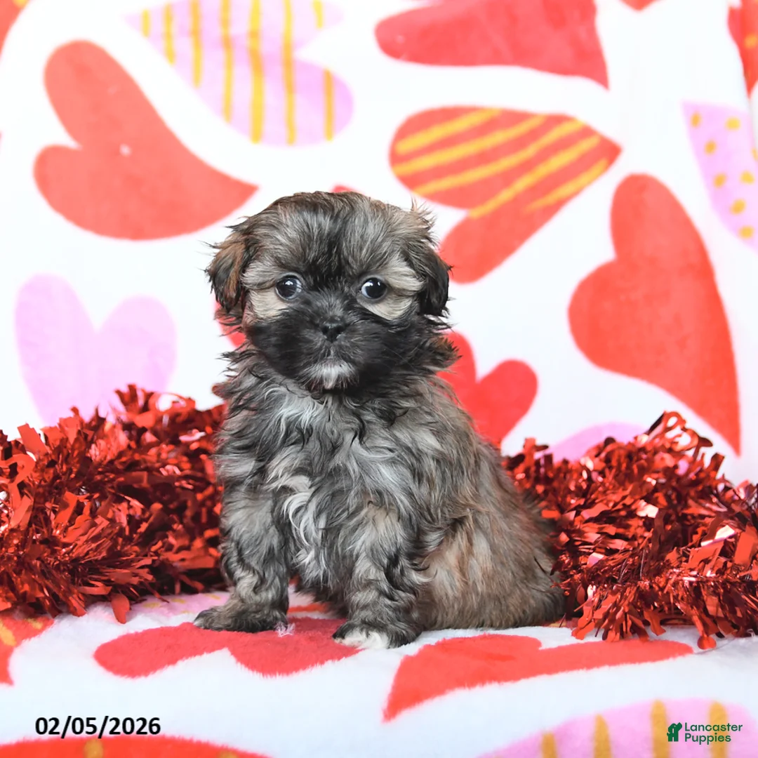 Shihpoo dogs for sale: Candy - Ad 1