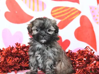 Shihpoo dogs for sale: Candy - Ad 1