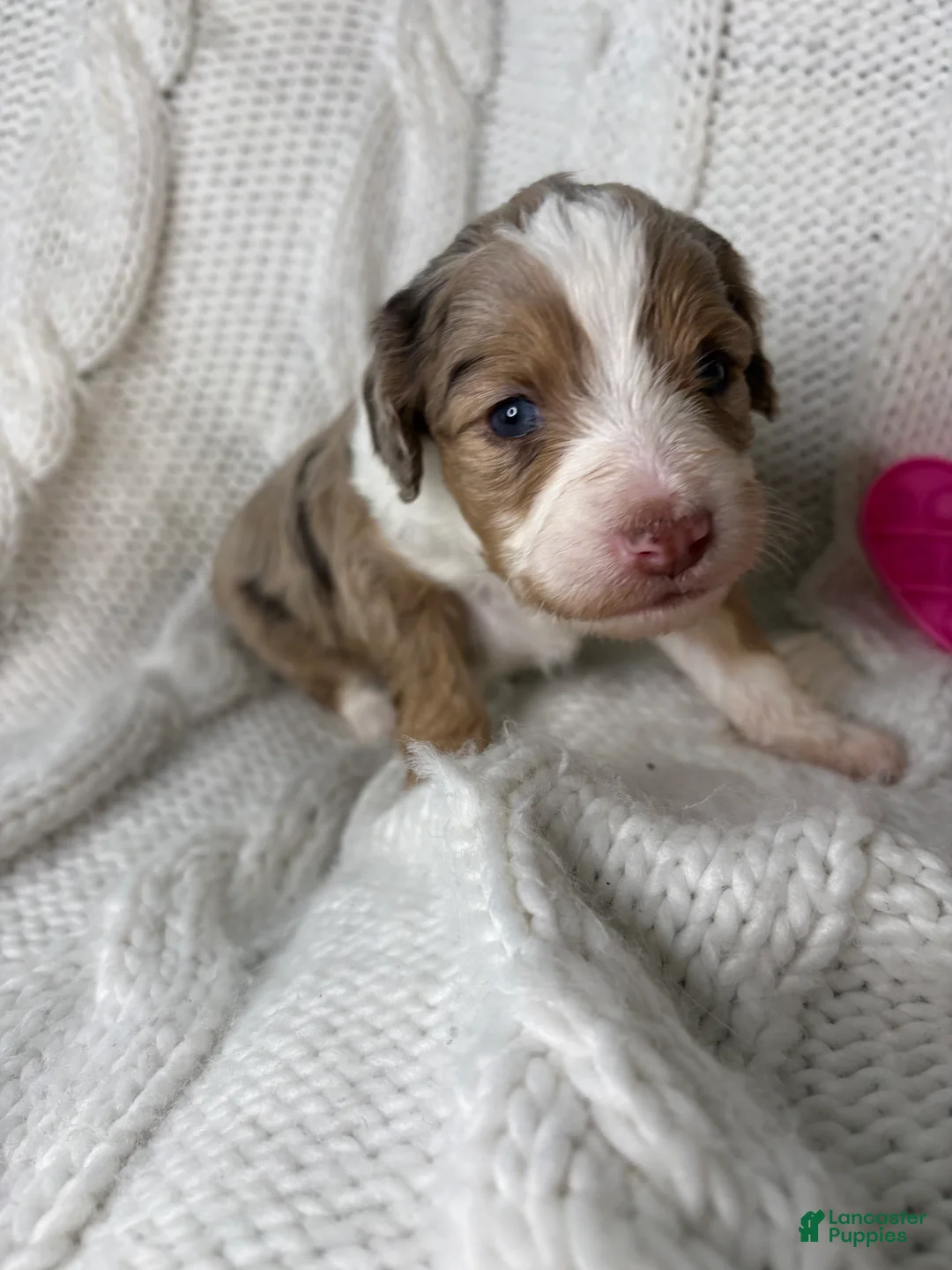 Mini Aussiedoodle dogs for sale: Mini Aussiedoodle Puppy 3 - Ad 9
