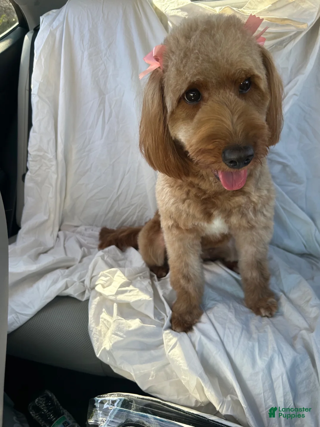 Mini Goldendoodle dogs for sale: Mini Goldendoodle 2 - Ad 2