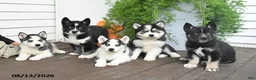 Gerberian Shepsky dogs for sale: Frisky - Ad 5
