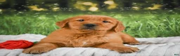 Golden Retriever dogs for sale: Sophie - Ad 1