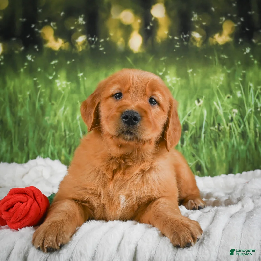 Golden Retriever dogs for sale: Sophie - Ad 1