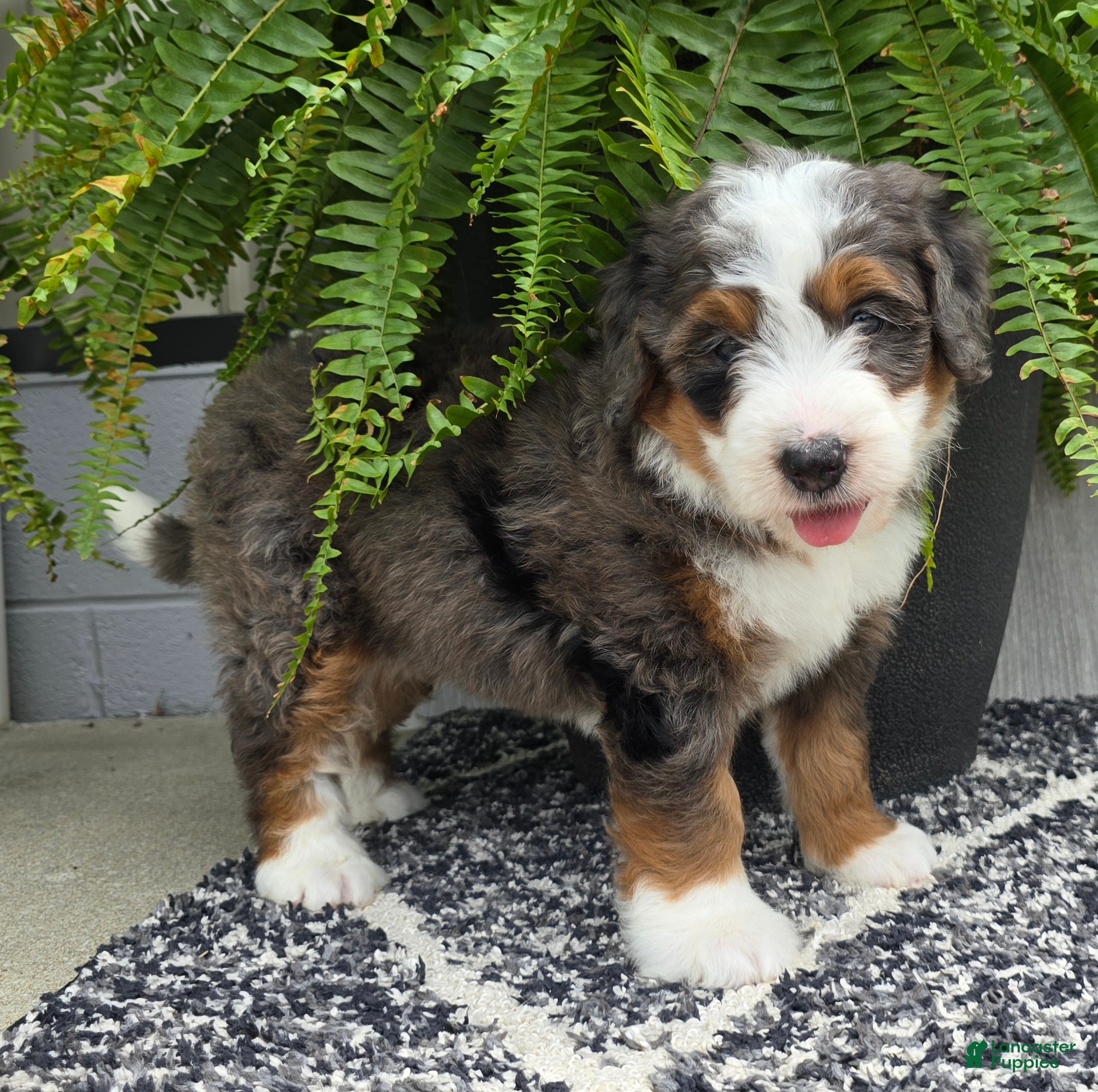 Mini Bernedoodle dogs Mini Jax - Ad 2