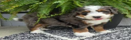 Mini Bernedoodle dogs for sale: Mini Jax - Ad 2