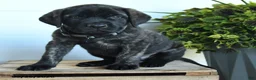 English Mastiff dogs for sale: Charles - Ad 4