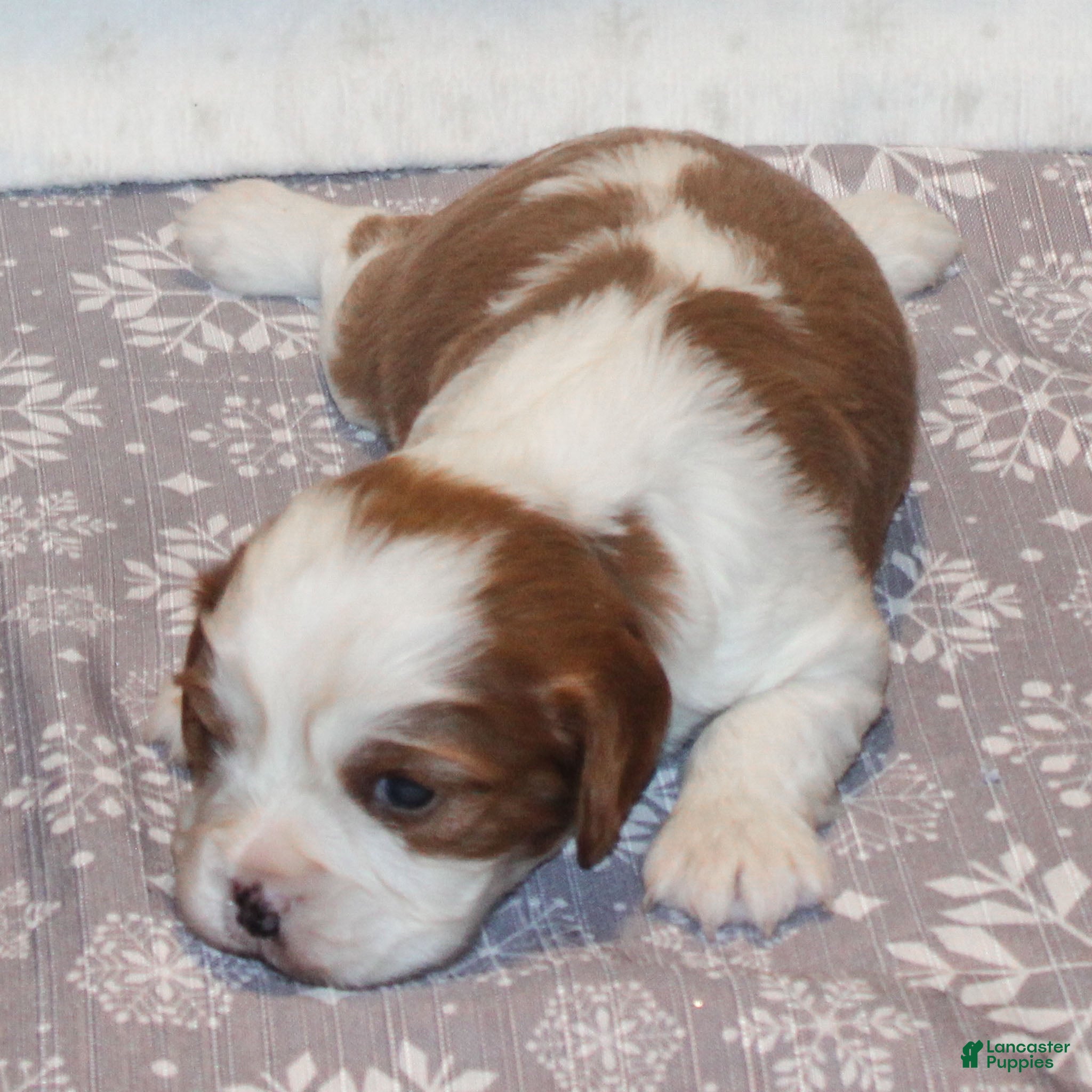 Cavalier King Charles Spaniel dogs Noah - Ad 20
