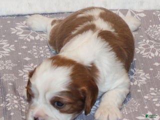 Cavalier King Charles Spaniel dogs Noah - Ad 20