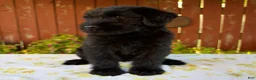Giant Schnauzer dogs for sale: Roxann - Ad 7