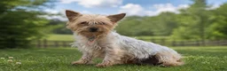Yorkshire Terrier dogs for sale: Sparkie - Ad 4