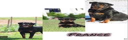 Rottweiler dogs for sale: France - Ad 1