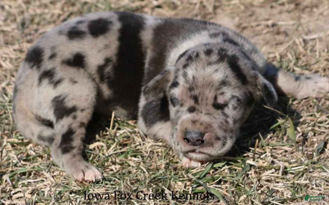 Great Dane dogs for sale: Samson - Ad 2