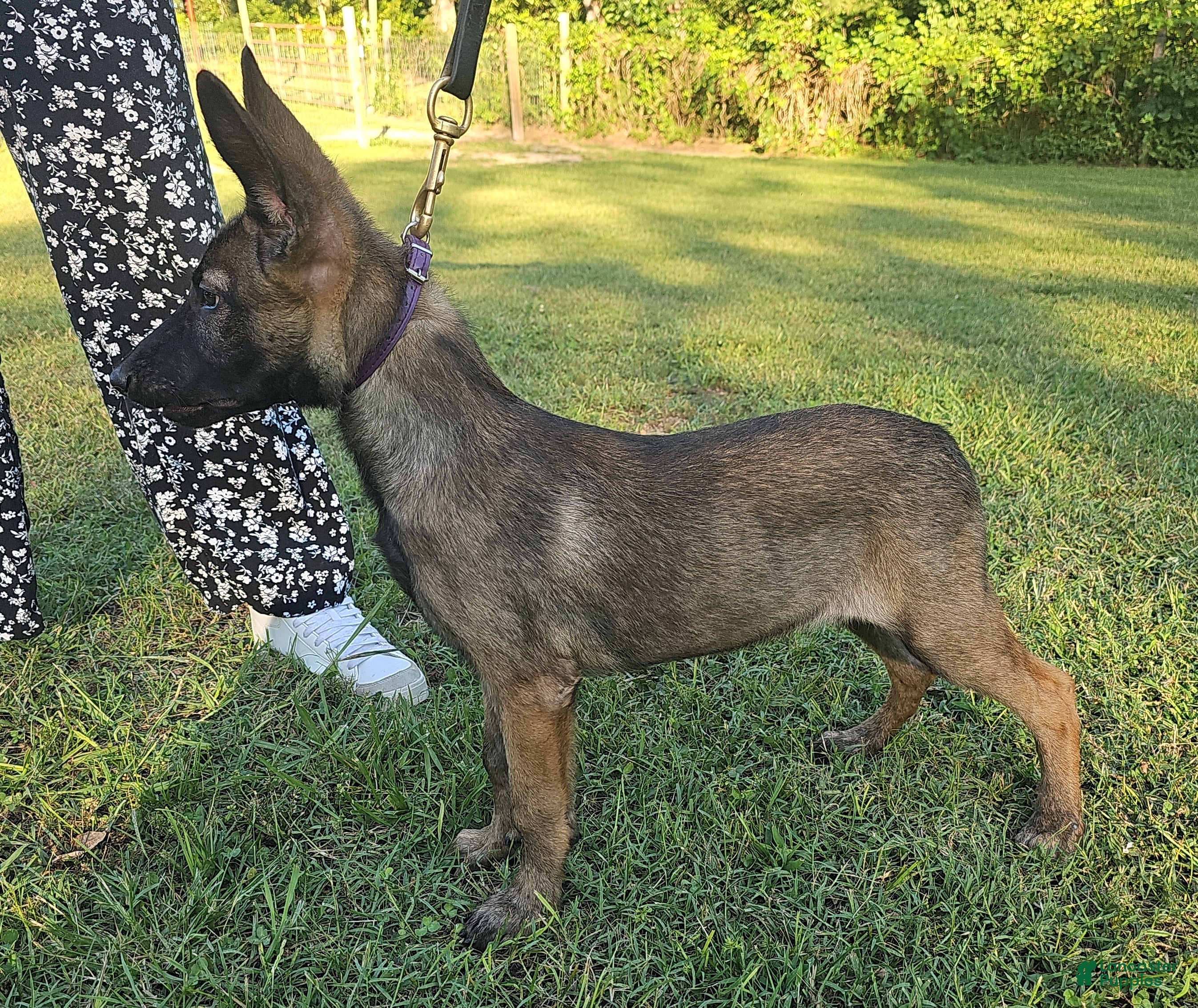Mixed Breed dogs Jinx - Ad 1
