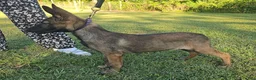 Mixed Breed dogs for sale: Jinx - Ad 1