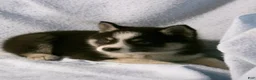 Pomsky dogs for sale: Phil - Ad 4