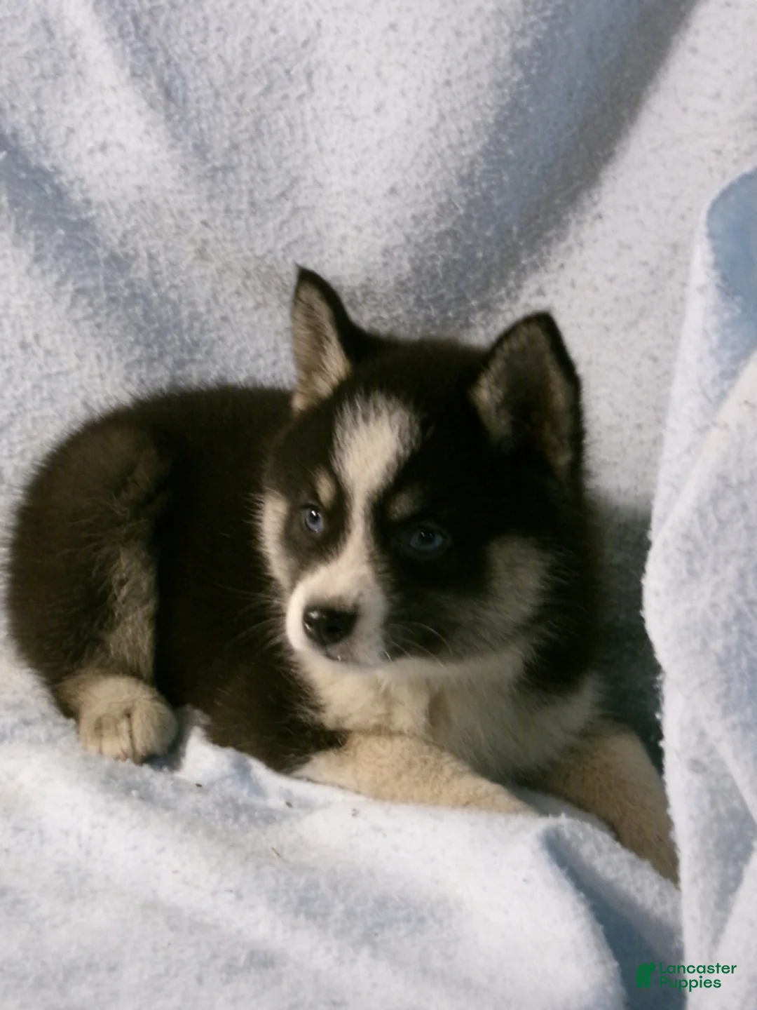 Pomsky dogs for sale: Phil - Ad 4
