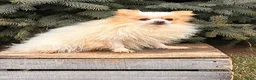 Pomeranian dogs for sale: Finn - Ad 4
