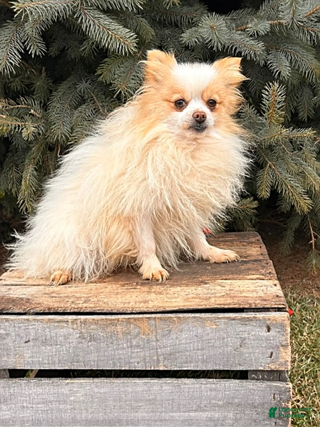 Pomeranian dogs for sale: Finn - Ad 4