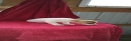 Jack Russell Terrier dogs for sale: Flora - Ad 1