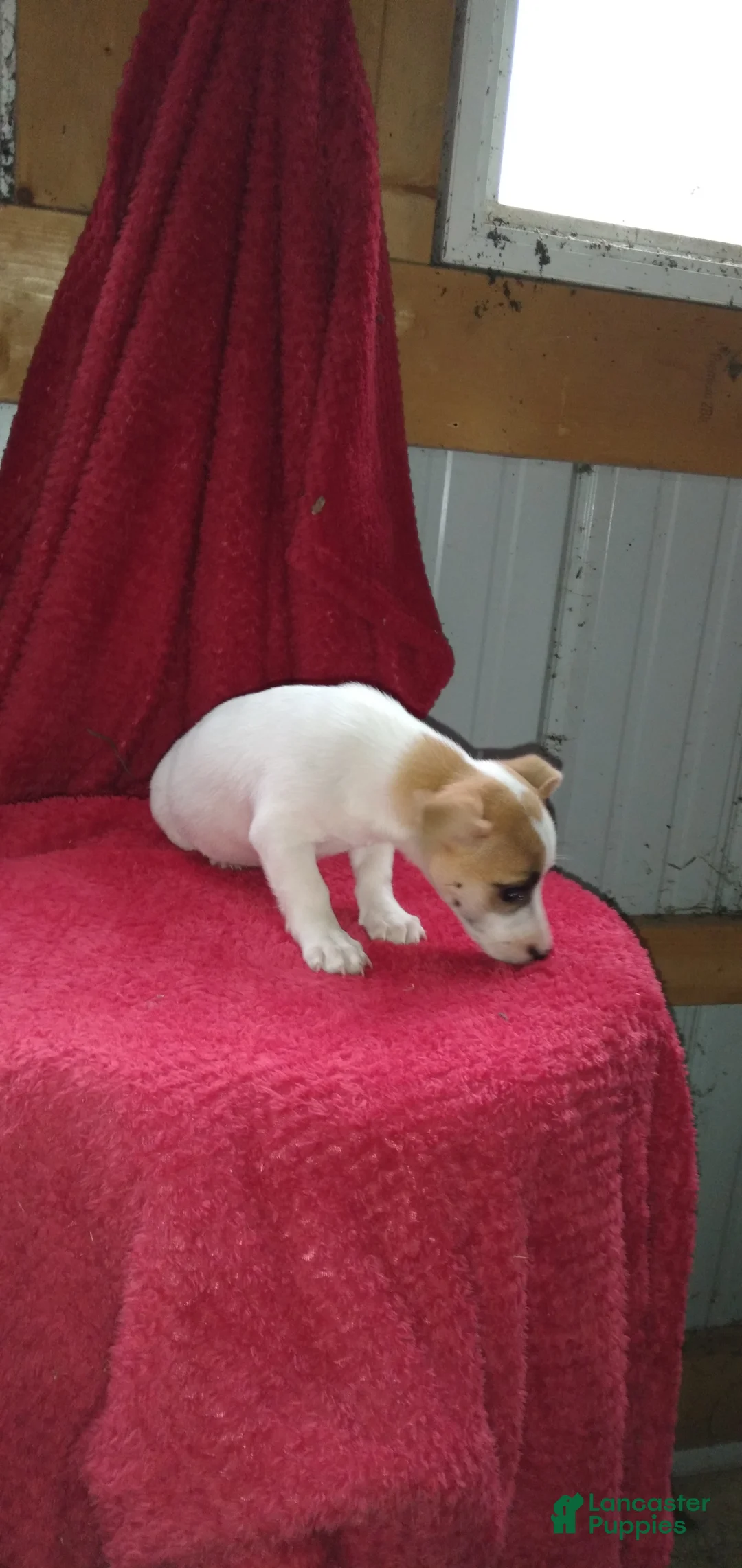 Jack Russell Terrier dogs for sale: Flora - Ad 1