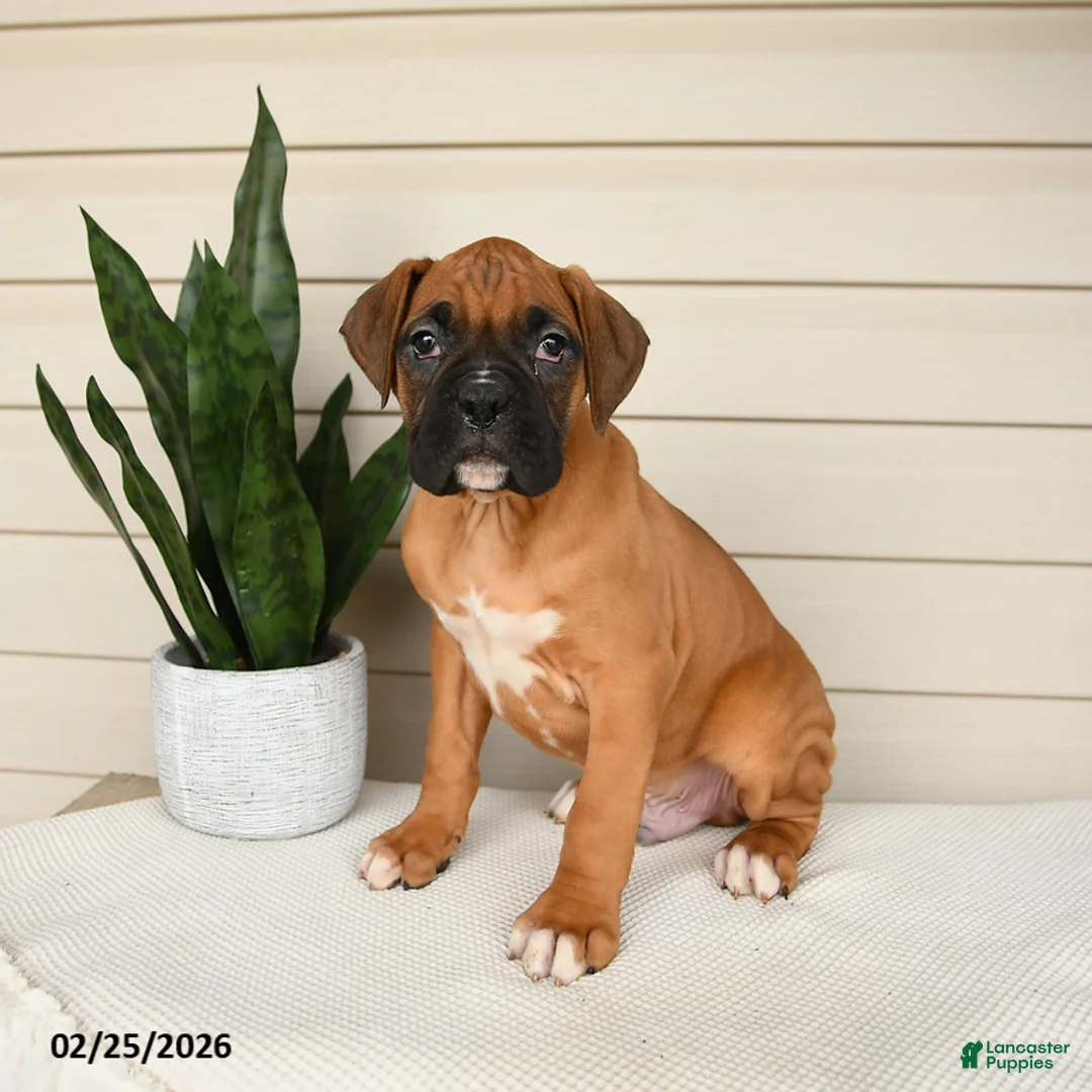 Boxer dogs for sale: Jinx - Ad 3