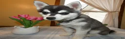 Alaskan Klee Kai dogs for sale: Alaskan Klee Kai Puppy 1 - Ad 3