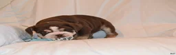 English Bulldog dogs for sale: Bandit (Chocolate Trindle) - Ad 7