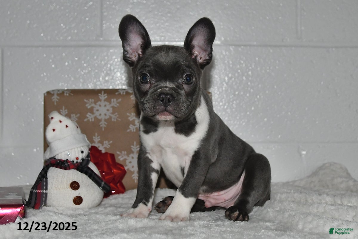 Frenchton dogs Dustin - Ad 1