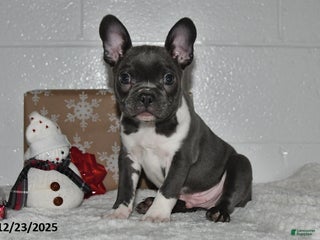 Frenchton dogs Dustin - Ad 1