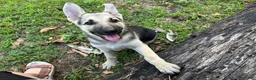 German Shepherd dogs for sale: Daisy - Ad 7