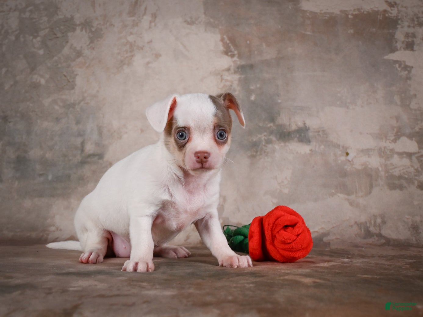 Chihuahua dogs Fiona - Ad 2