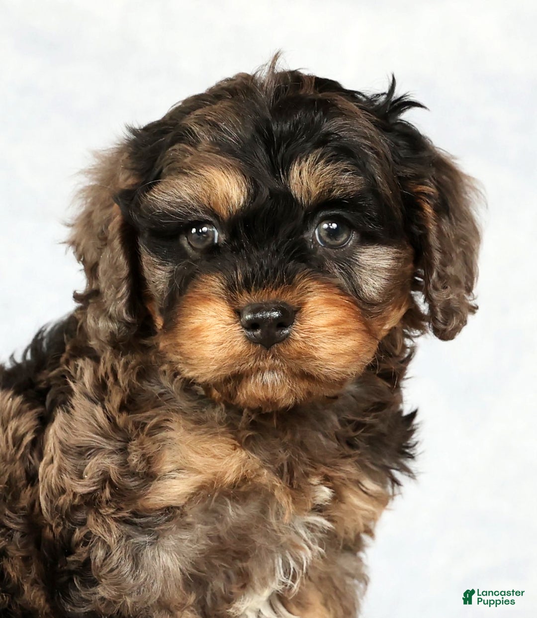 Cavapoo dogs for sale: Buck - Ad 9