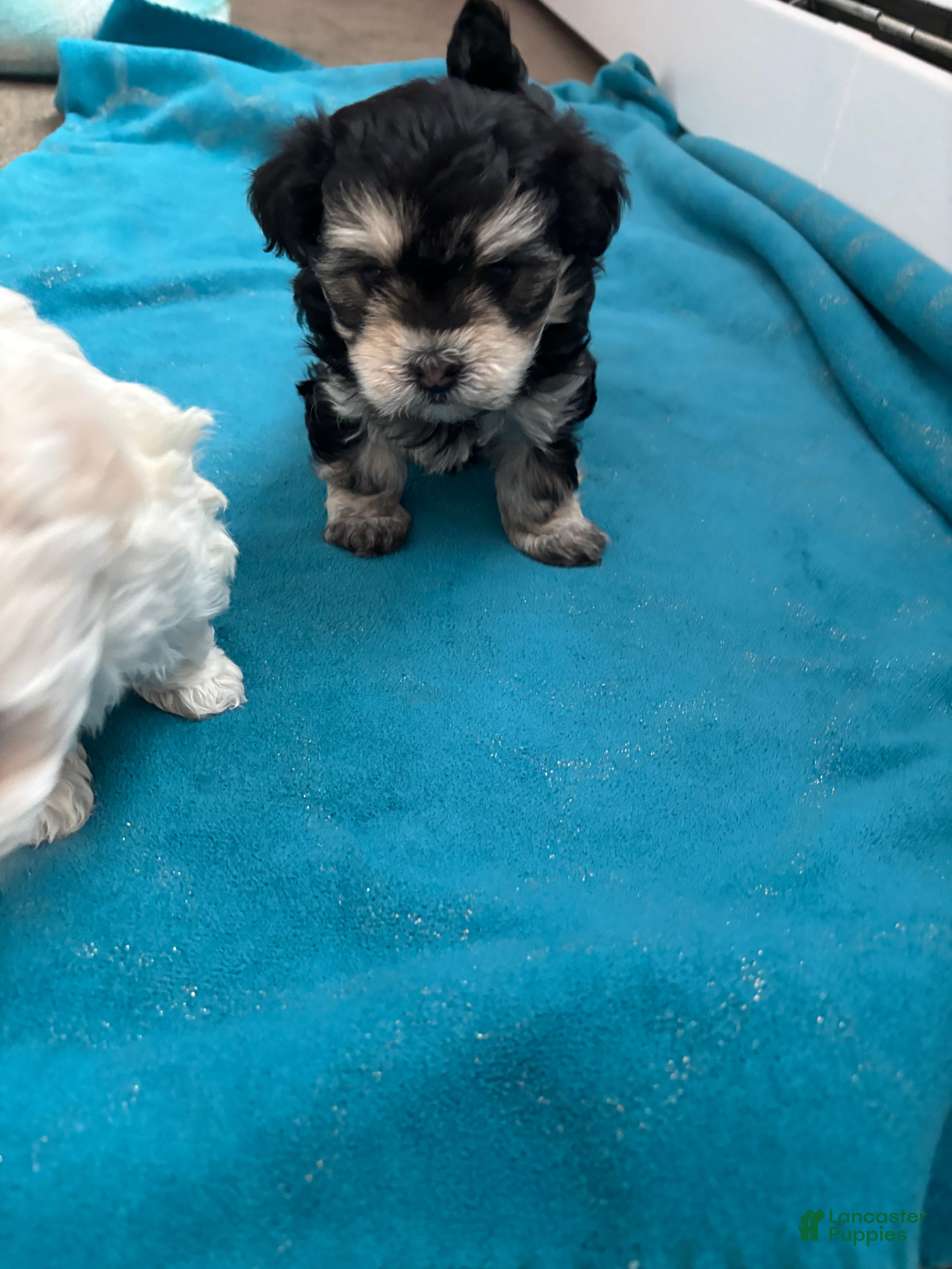 Maltipoo dogs Maltipoo Puppy 3 - Ad 31