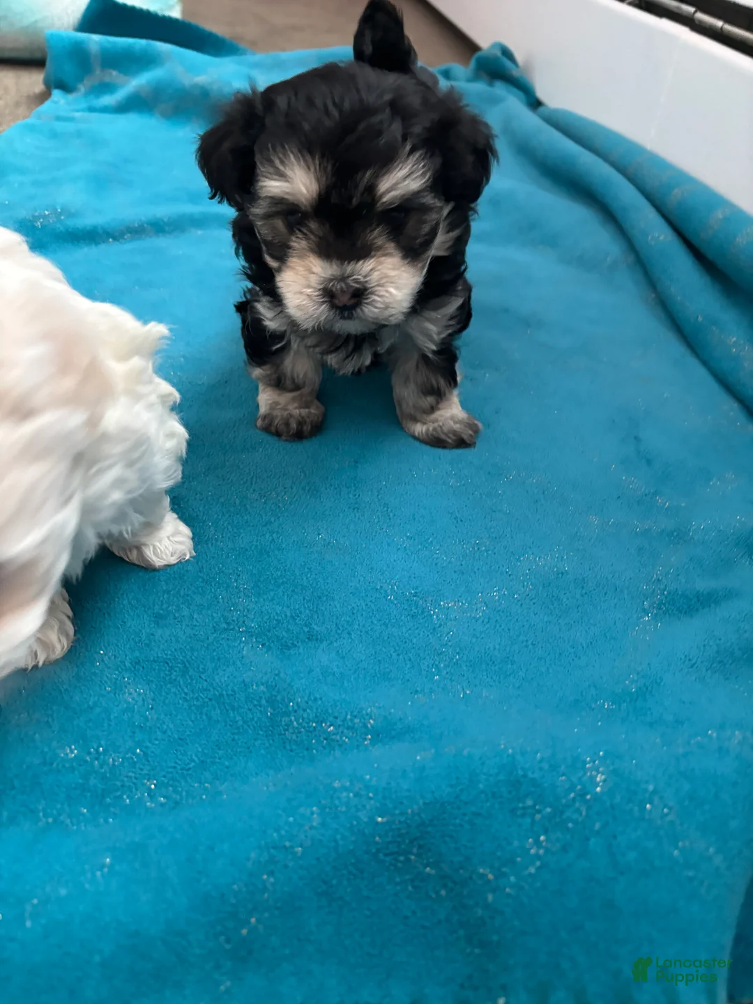 Maltipoo dogs for sale: Maltipoo Puppy 3 - Ad 1
