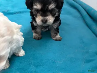 Maltipoo dogs Maltipoo Puppy 3 - Ad 31