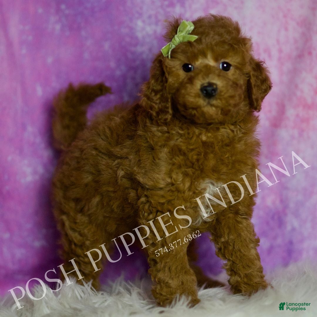 Mini Goldendoodle dogs Deeter - Ad 19