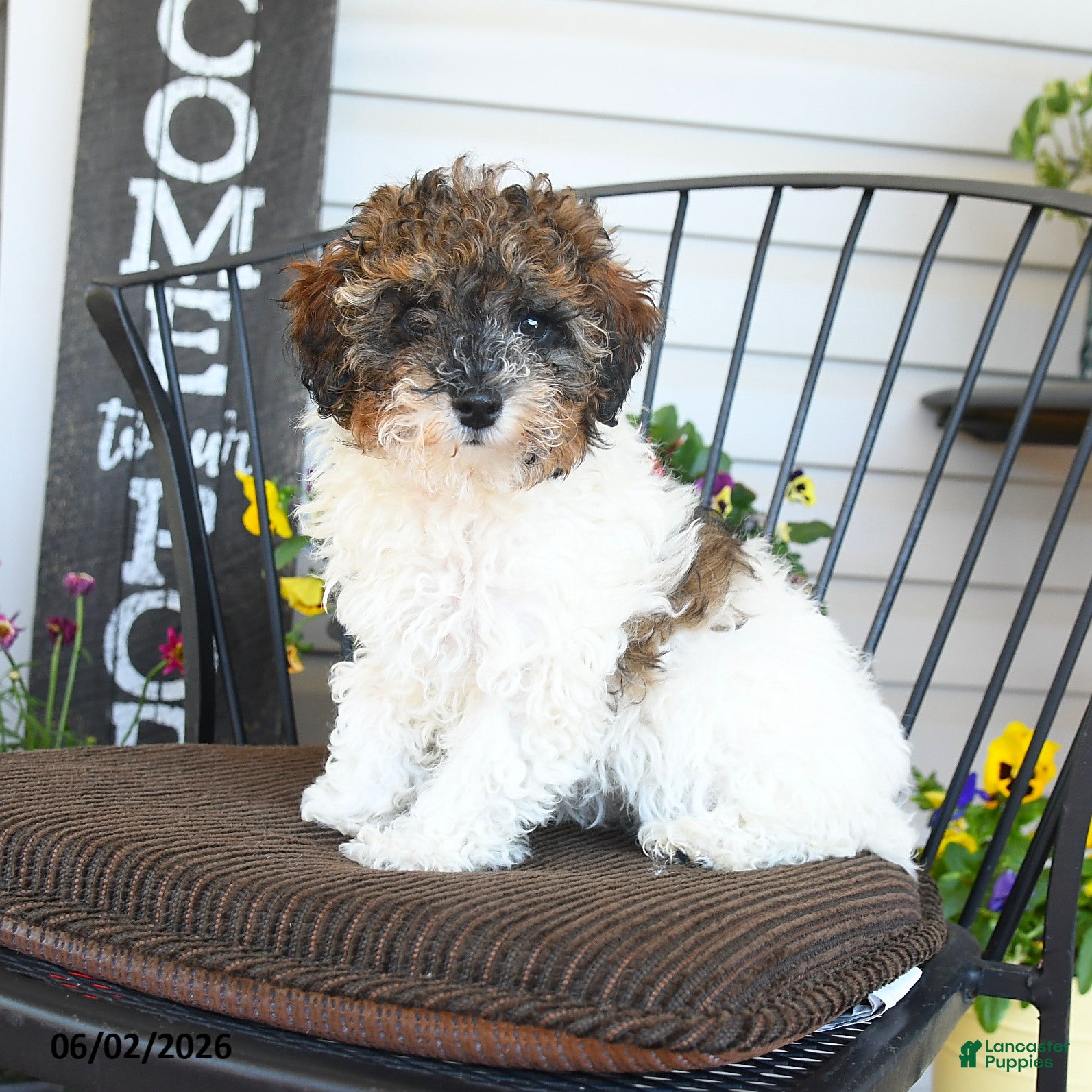 Toy Poodle dogs Jazz - Ad 2