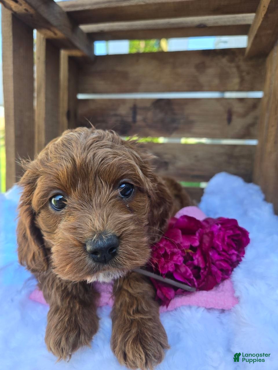 Cockapoo dogs for sale: Cuddles - Ad 3