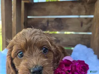 Cockapoo dogs for sale: Cuddles - Ad 3